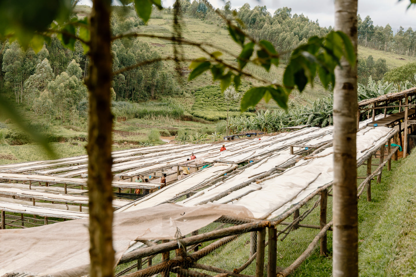 Bukeye Washing Station - Hills Set